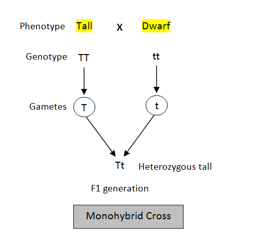 monohybrid cross definition class 10