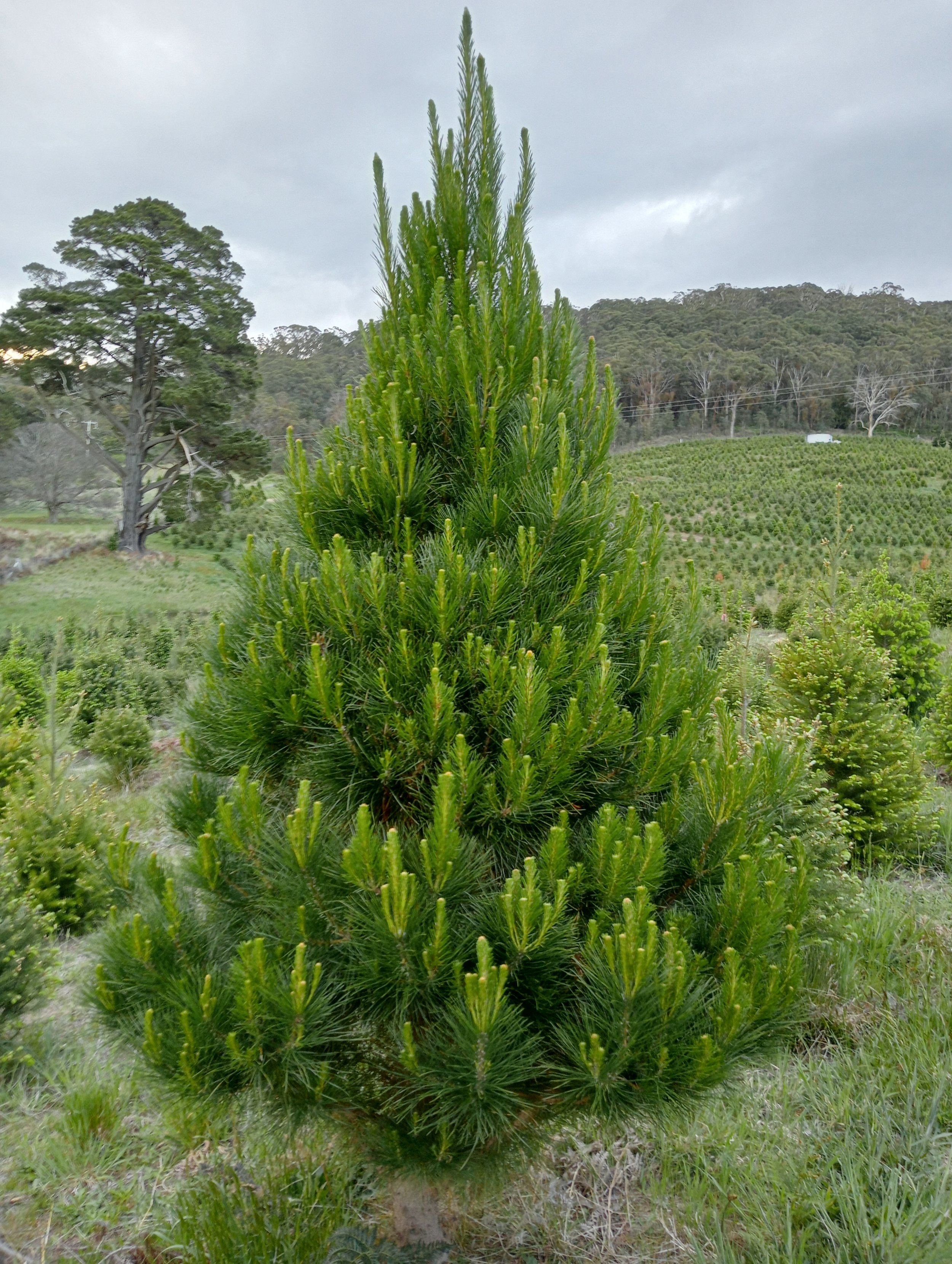 radiata pine christmas tree