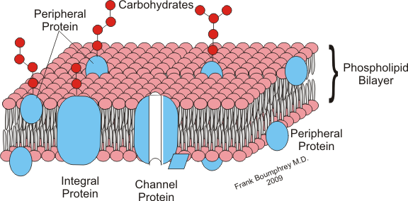 glycocalyx