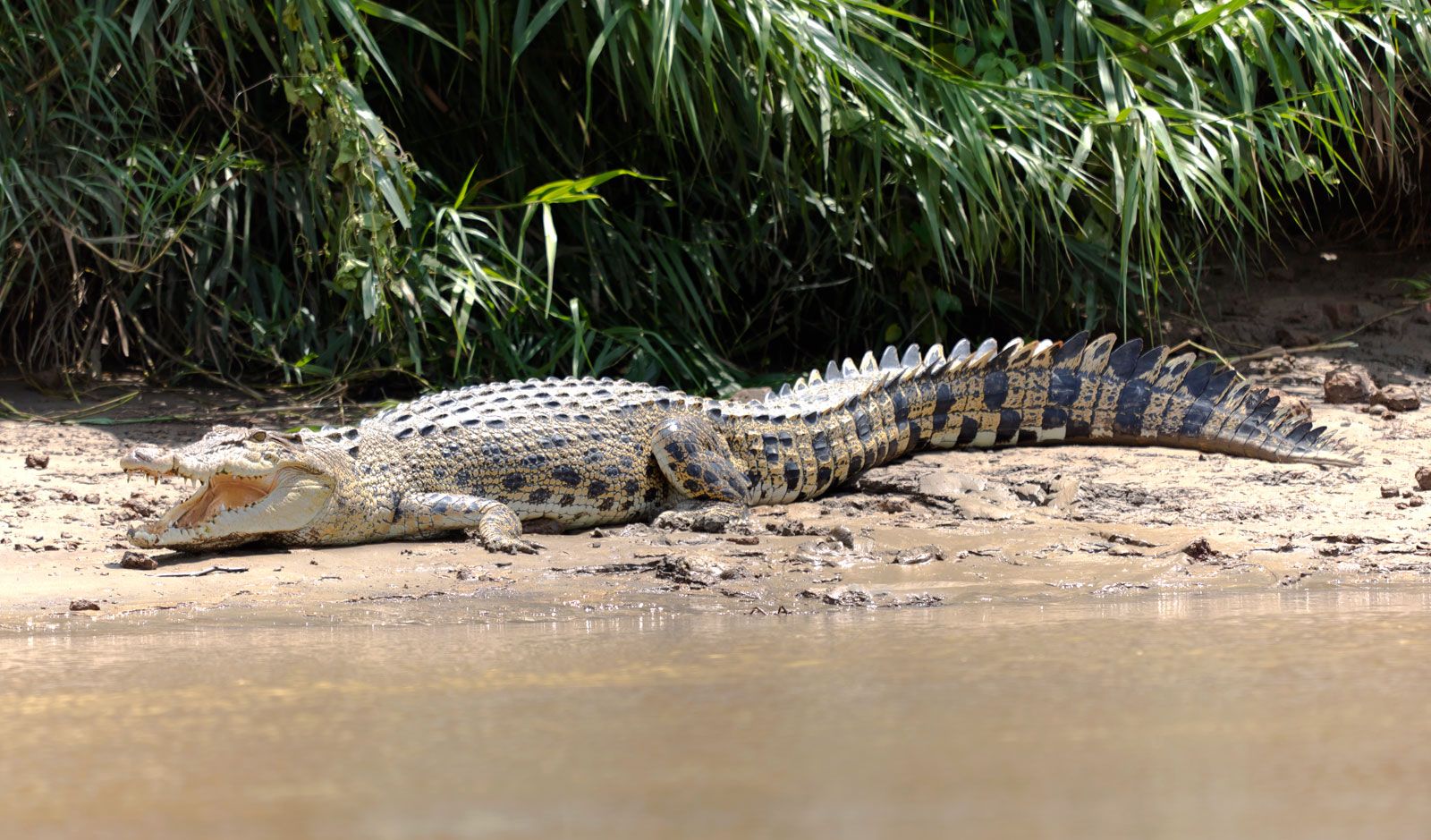 pictures of saltwater crocodiles