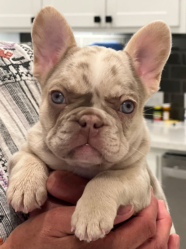 frenchies for sale