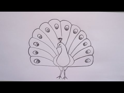 peacock drawing for kids