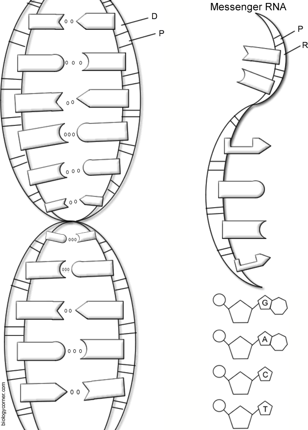 dna the double helix worksheet answer key