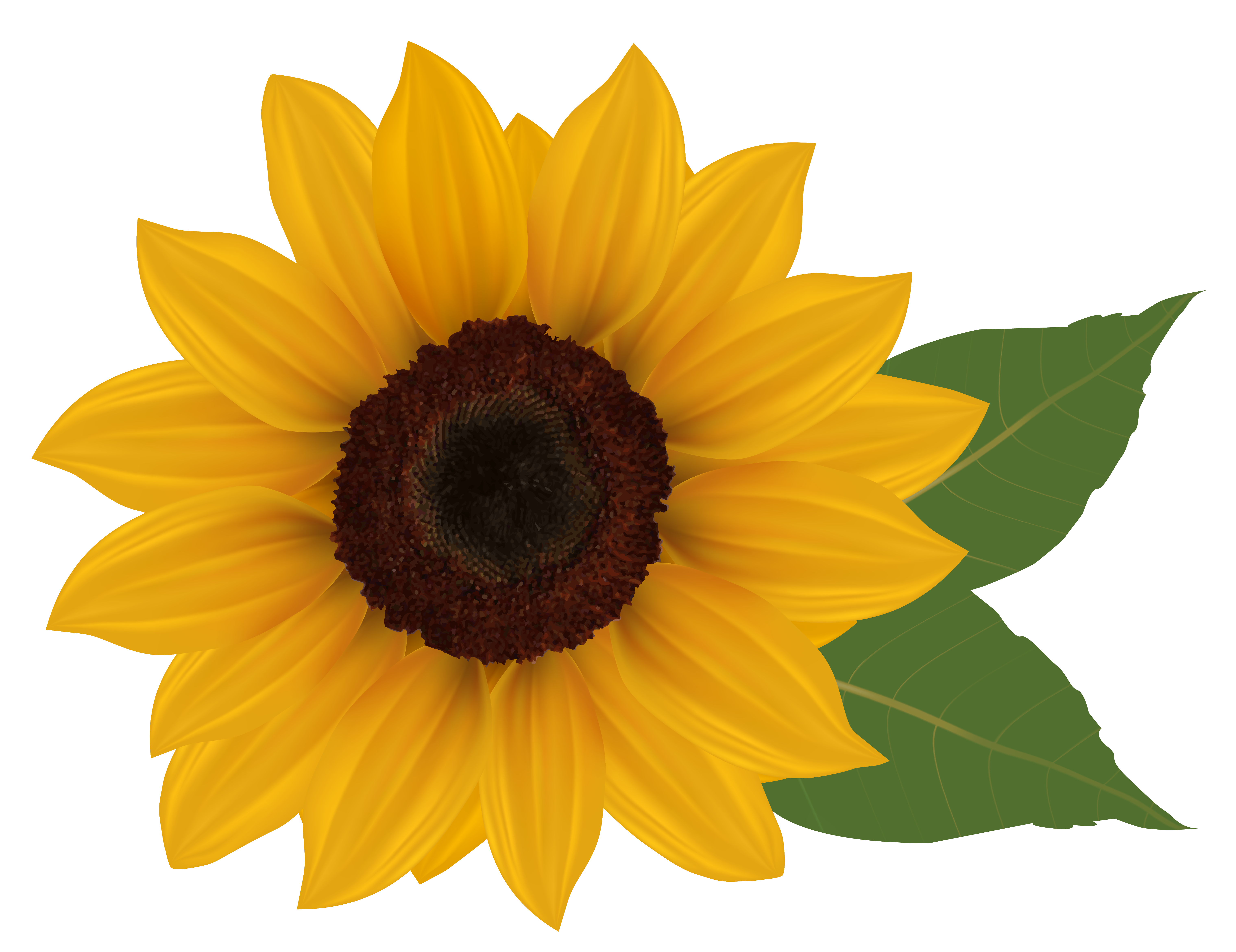 clipart sunflowers