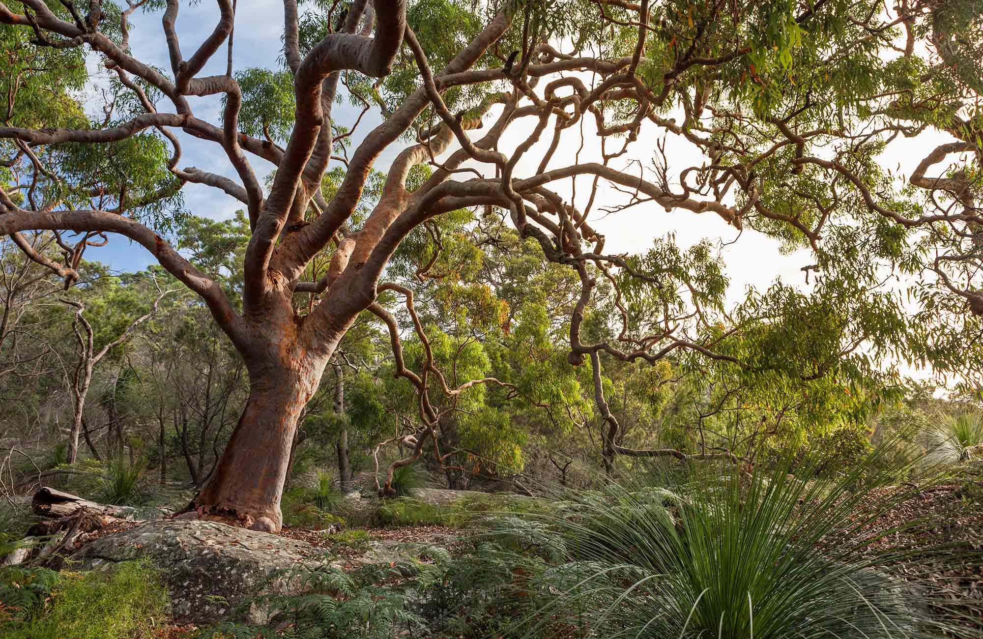 gumtree nsw