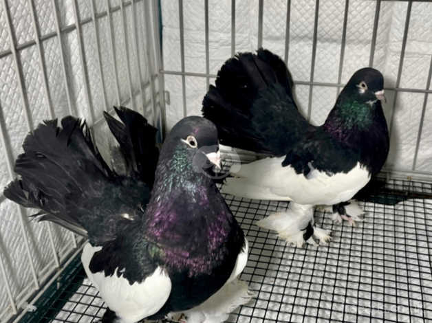 pigeons for sale sheffield