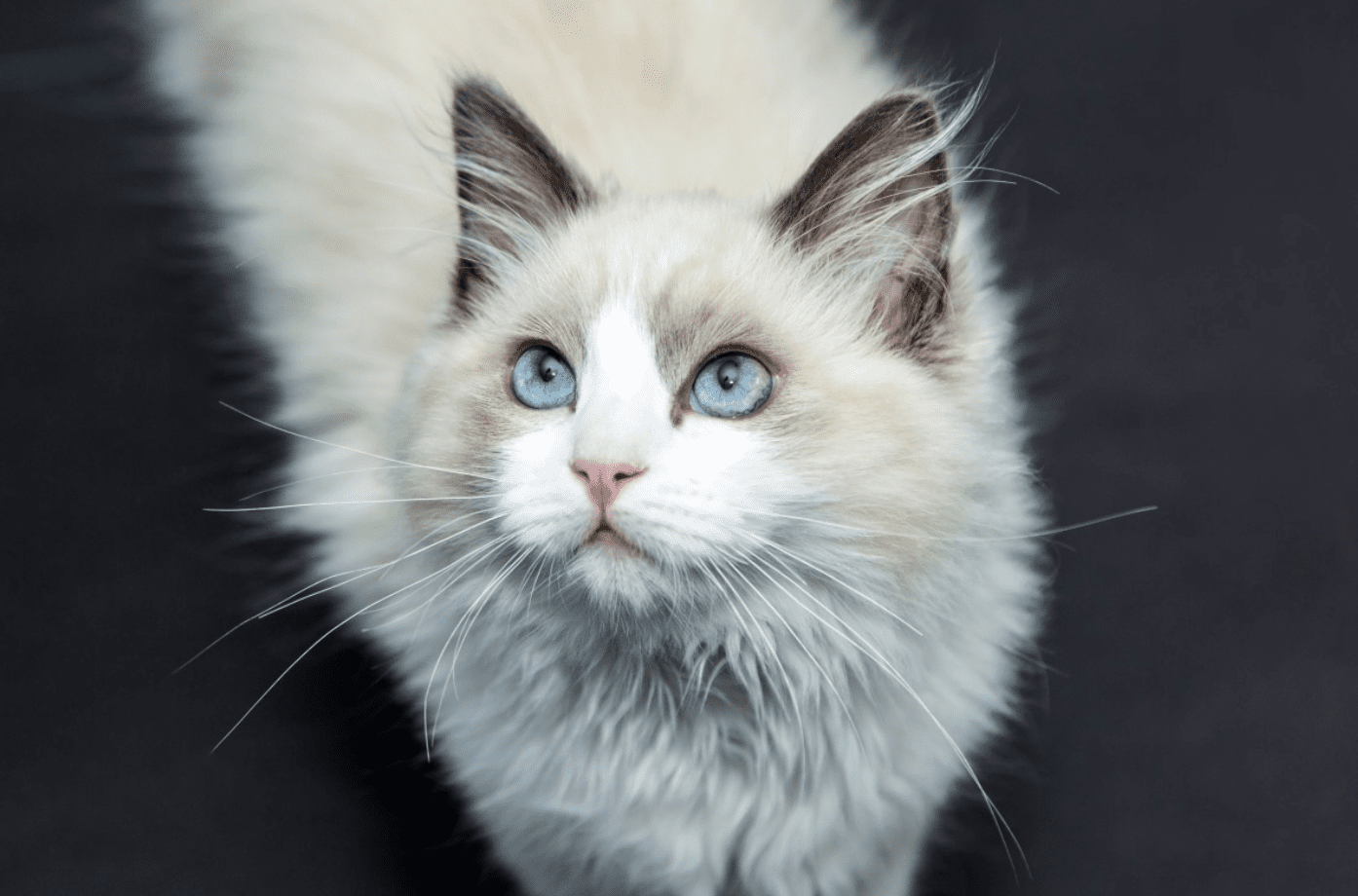 ragdoll cat pictures