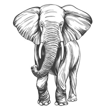 elephant vector image