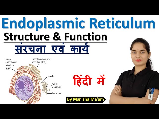 endoplasmic meaning in hindi