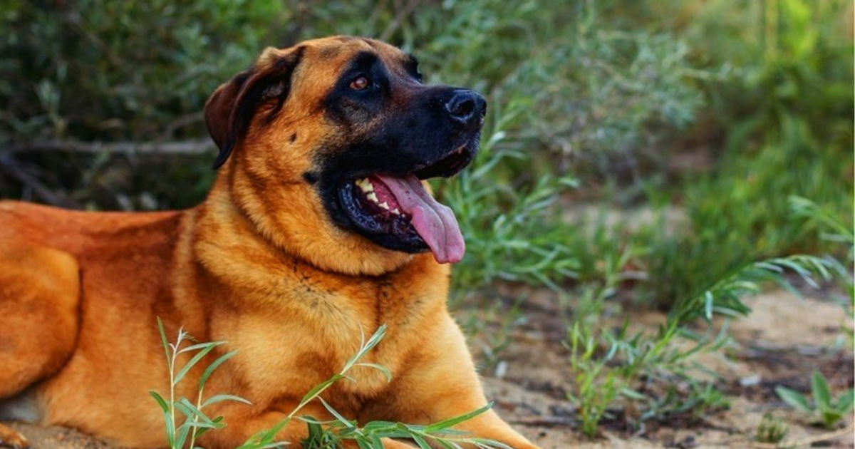 english mastiff and german shepherd mix