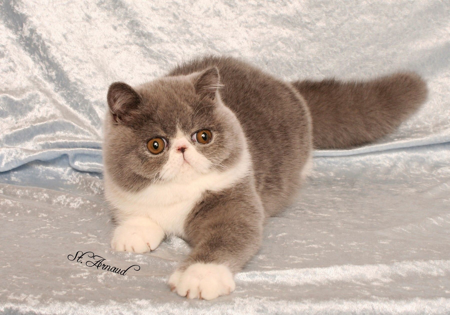 exotic shorthair price