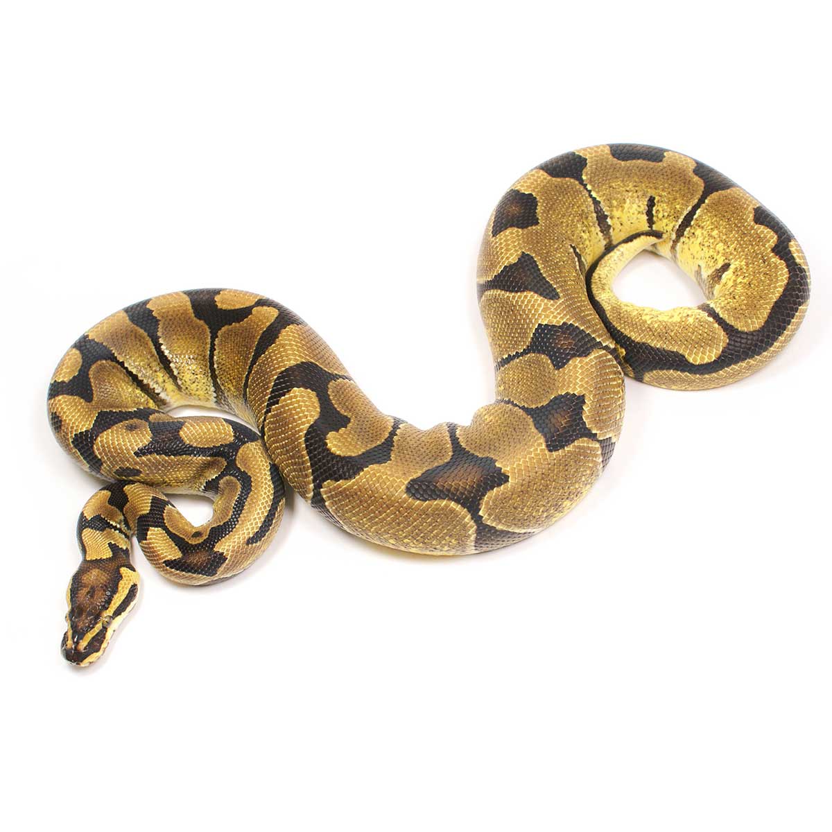 enchi royal python