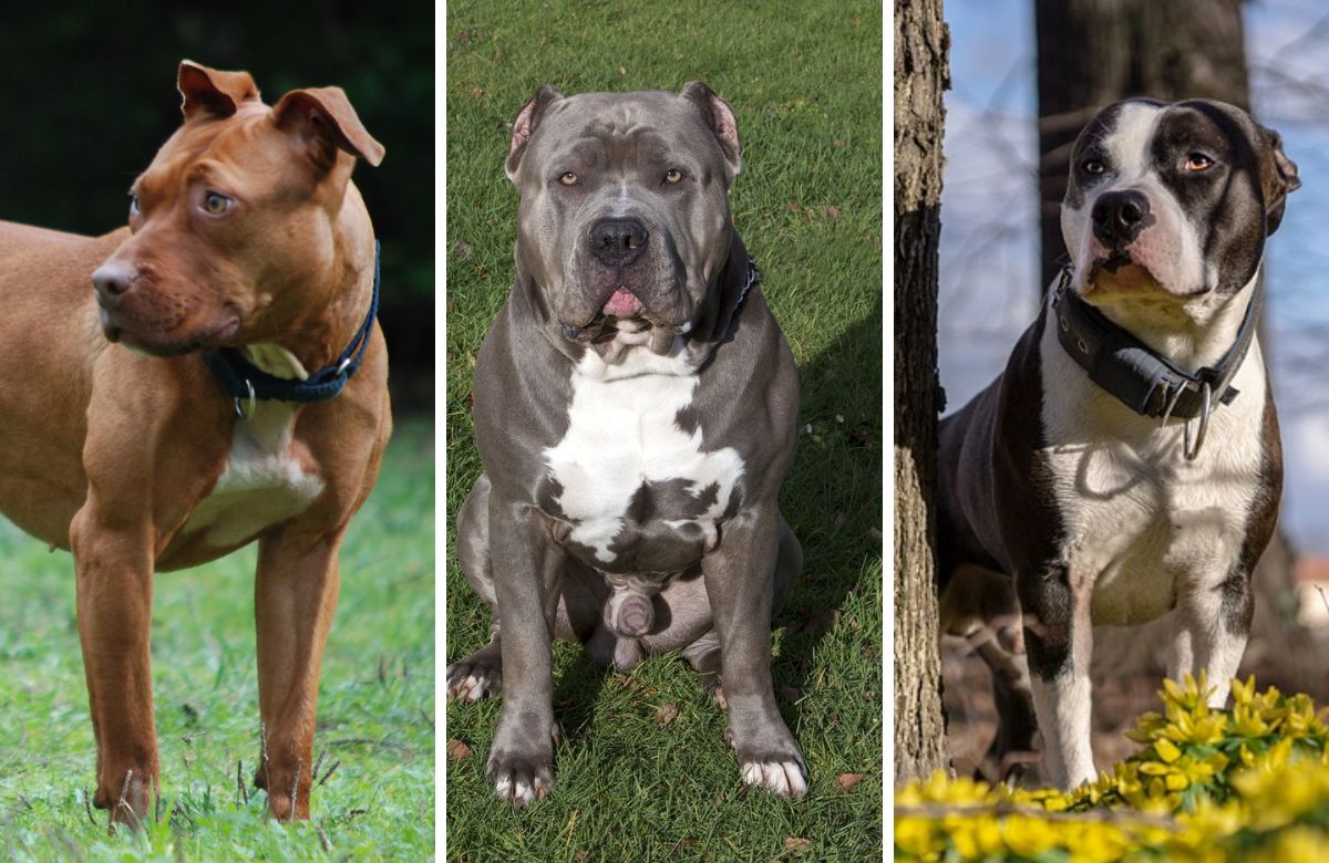 types of pit bulls breeds