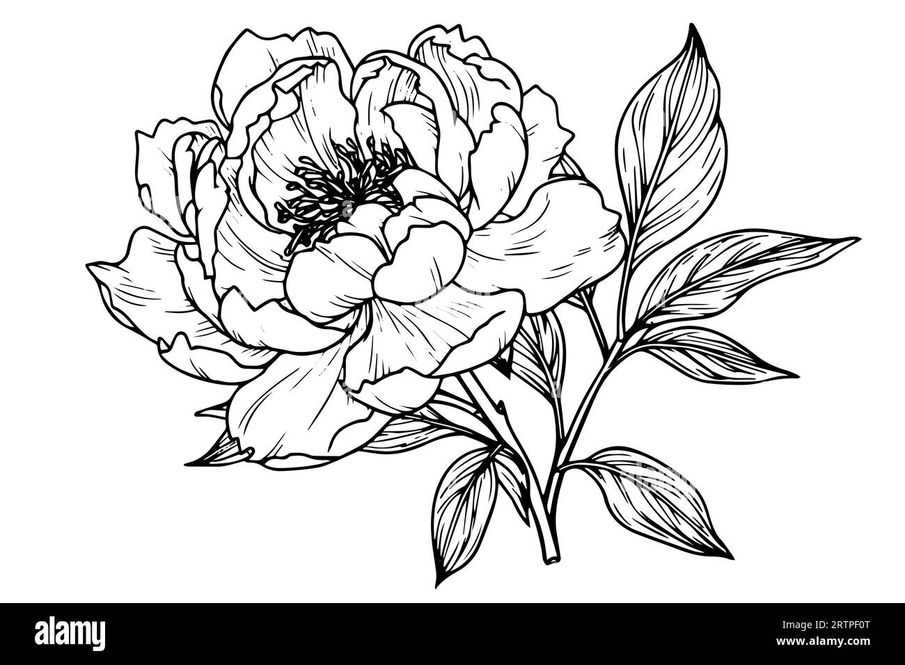 peony drawing