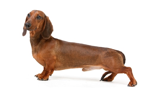 male dachshund