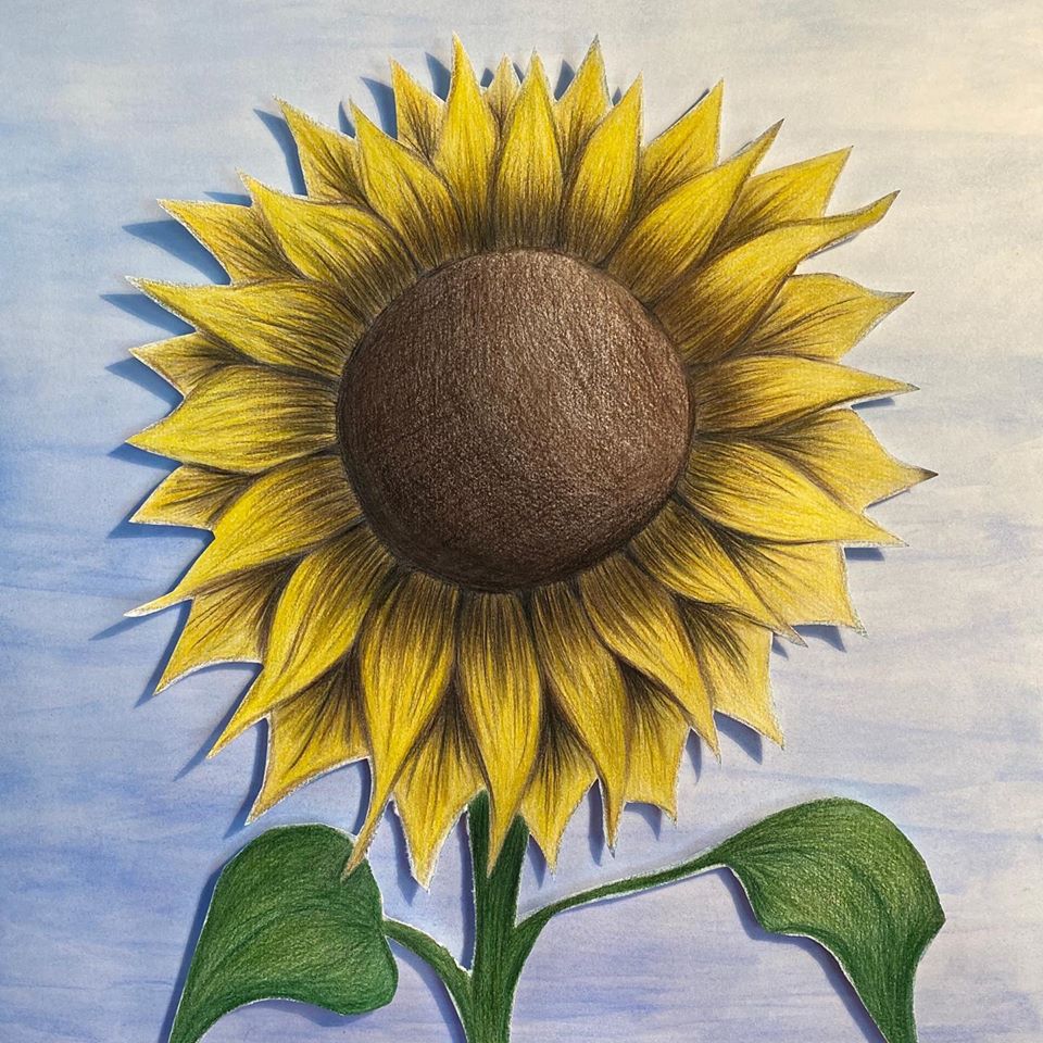 colored pencil drawings of sunflowers