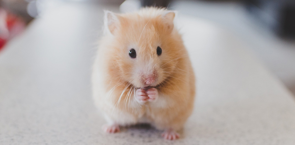 cute female hamster names