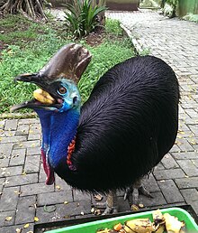 cassowary wiki