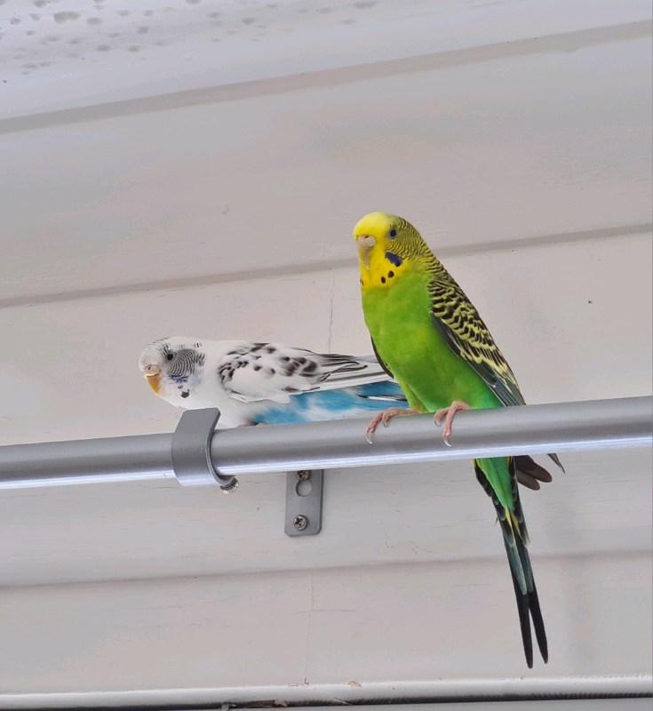 parrots for sale glasgow