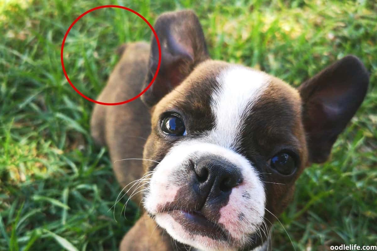 why do they cut boston terriers tails off