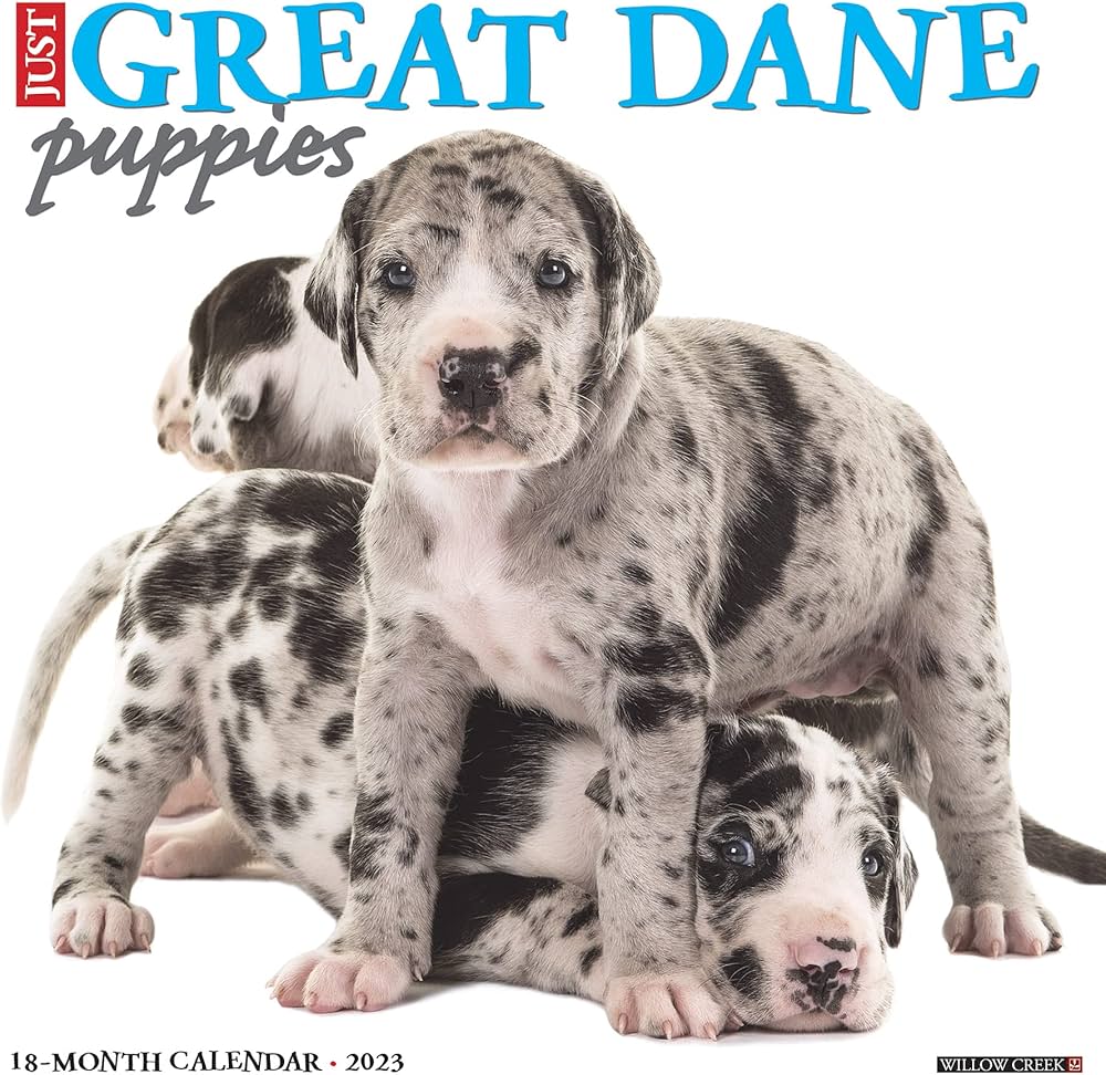 great dane puppies