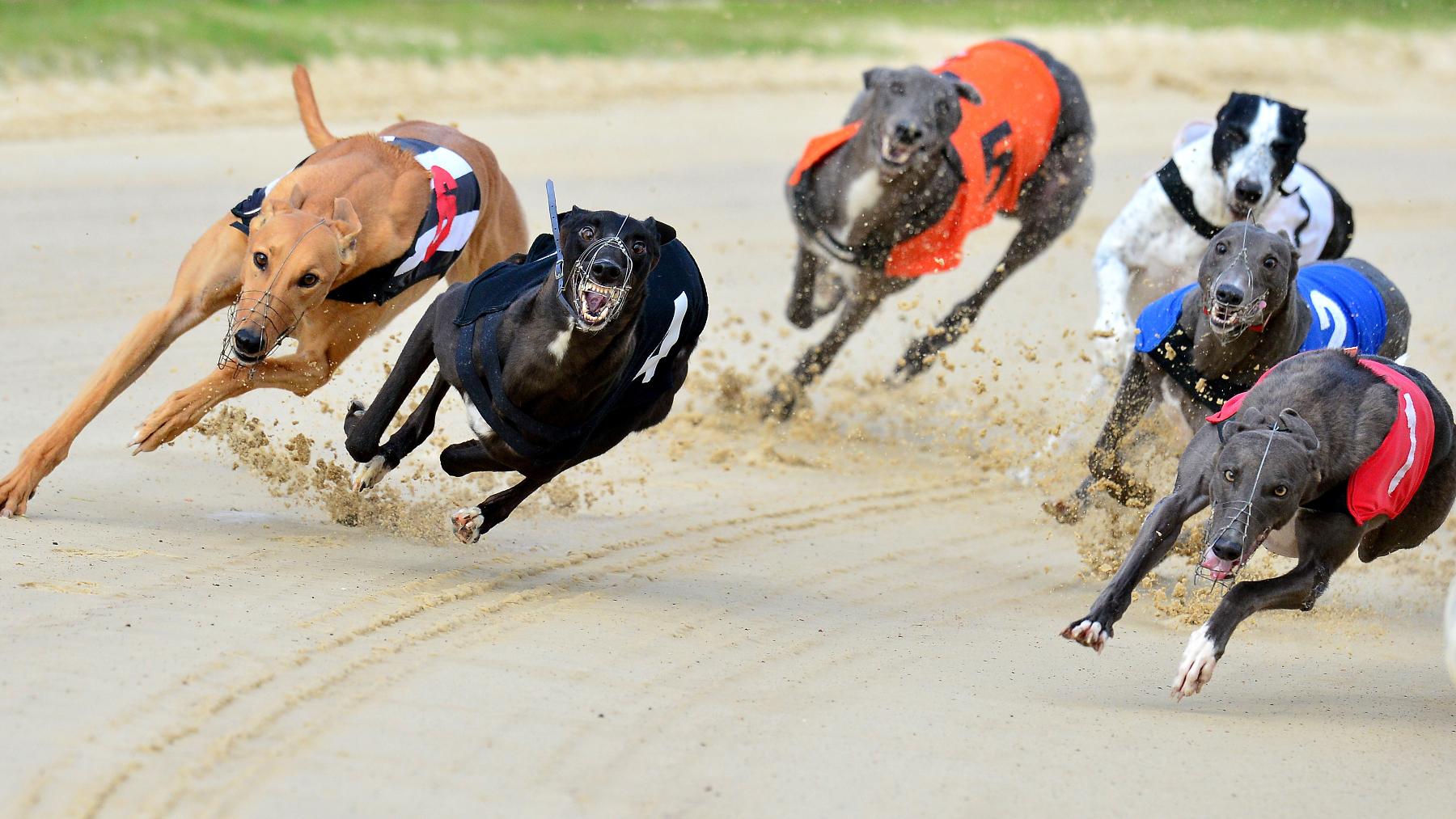 sportinglife greyhound results