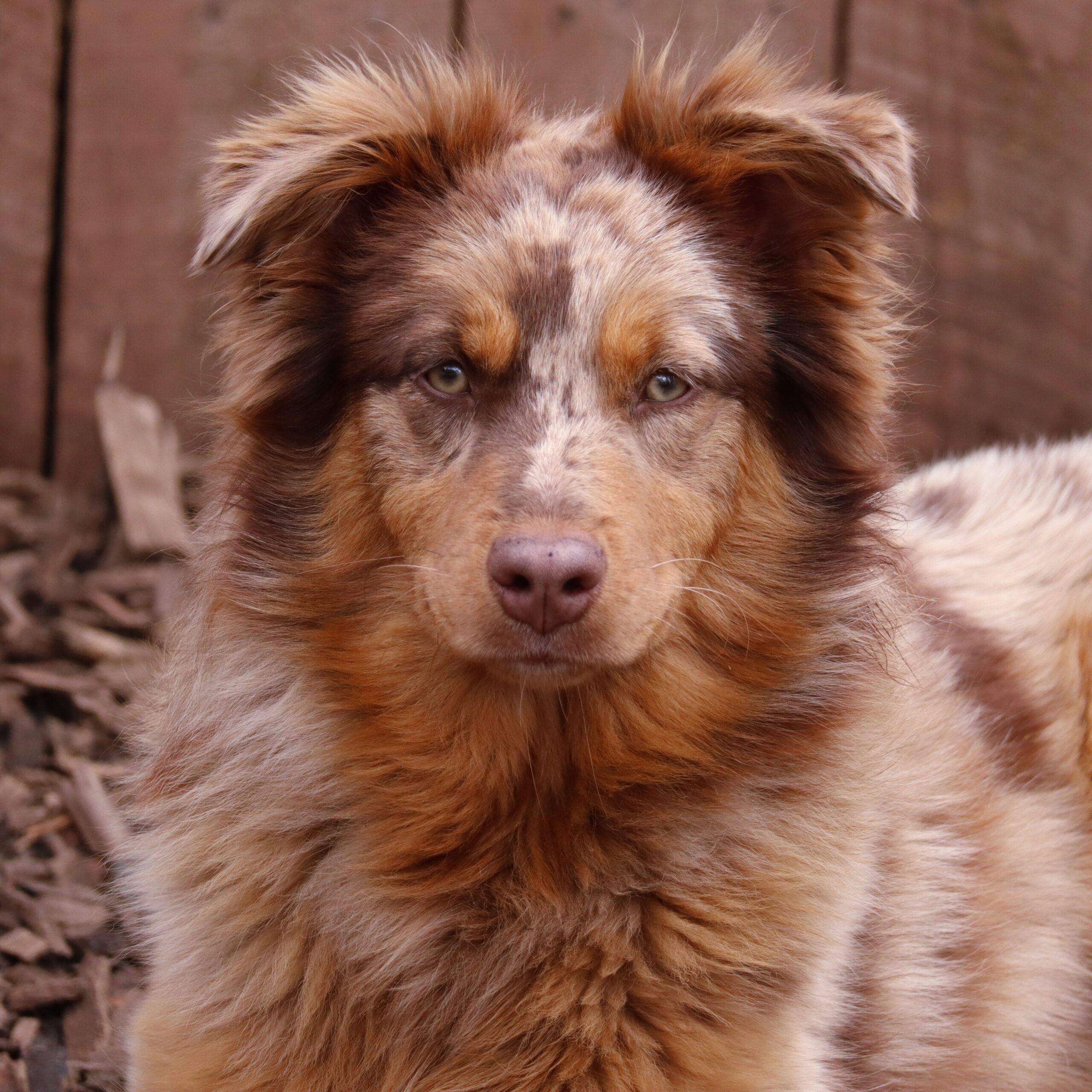 australian shepherd puppies for sale