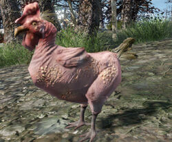 fallout 4 chicken