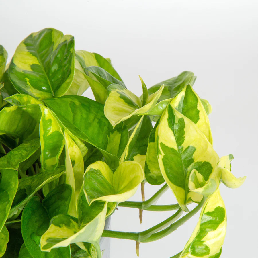 pothos lemon meringue