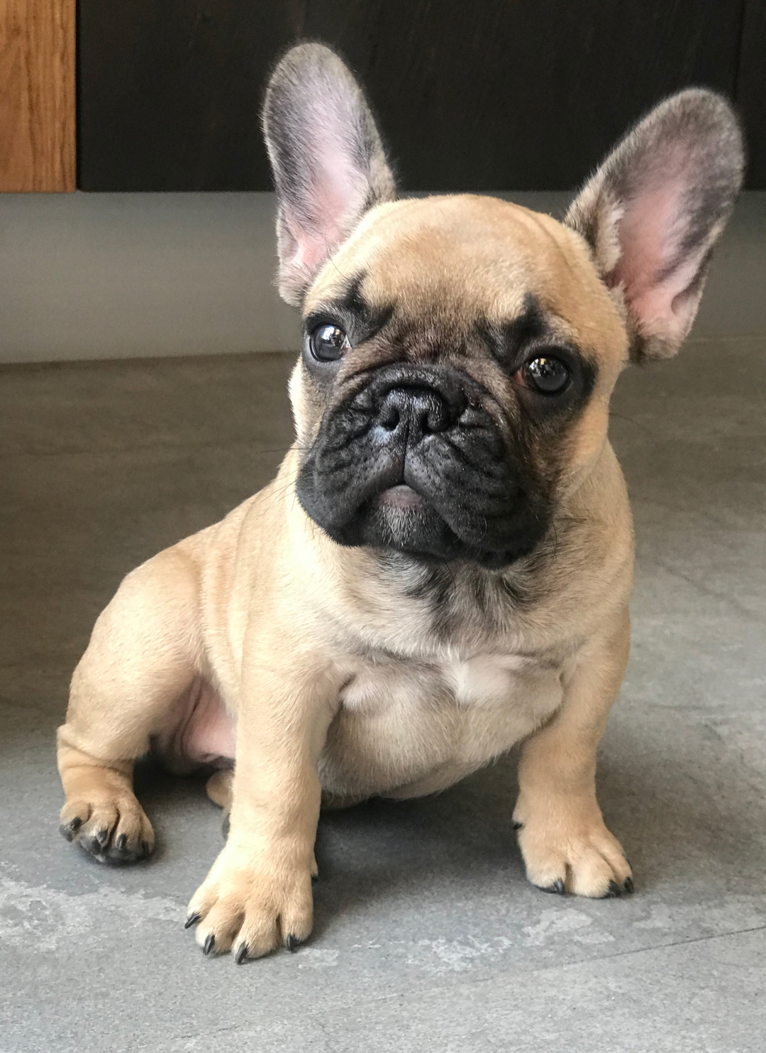 puppies for sale french bulldog