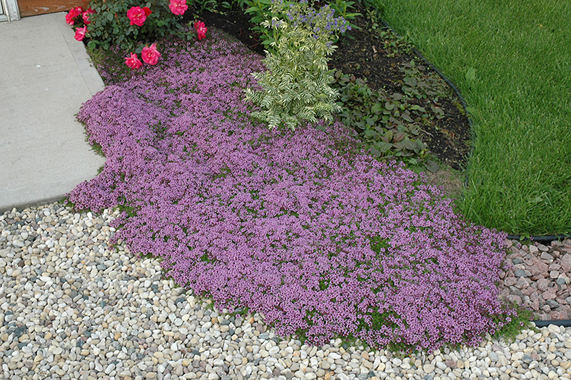 red creeping thyme seeds canada