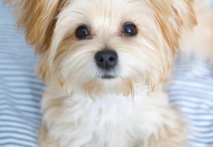 maltese with yorkie