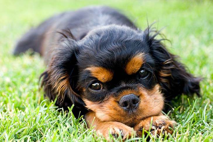 miniature king charles spaniel puppies