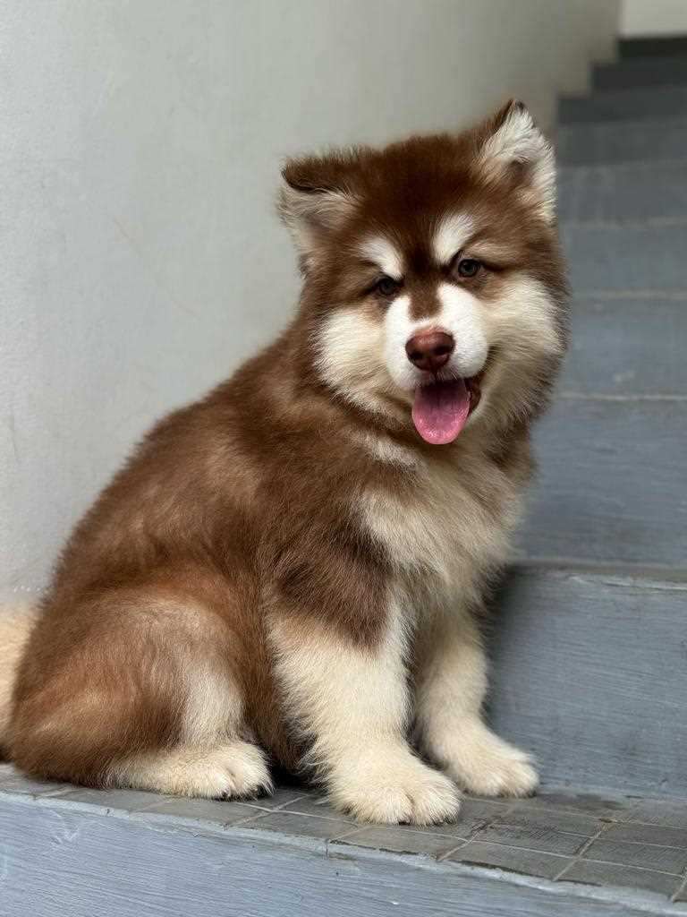 alaskan malamutes for sale