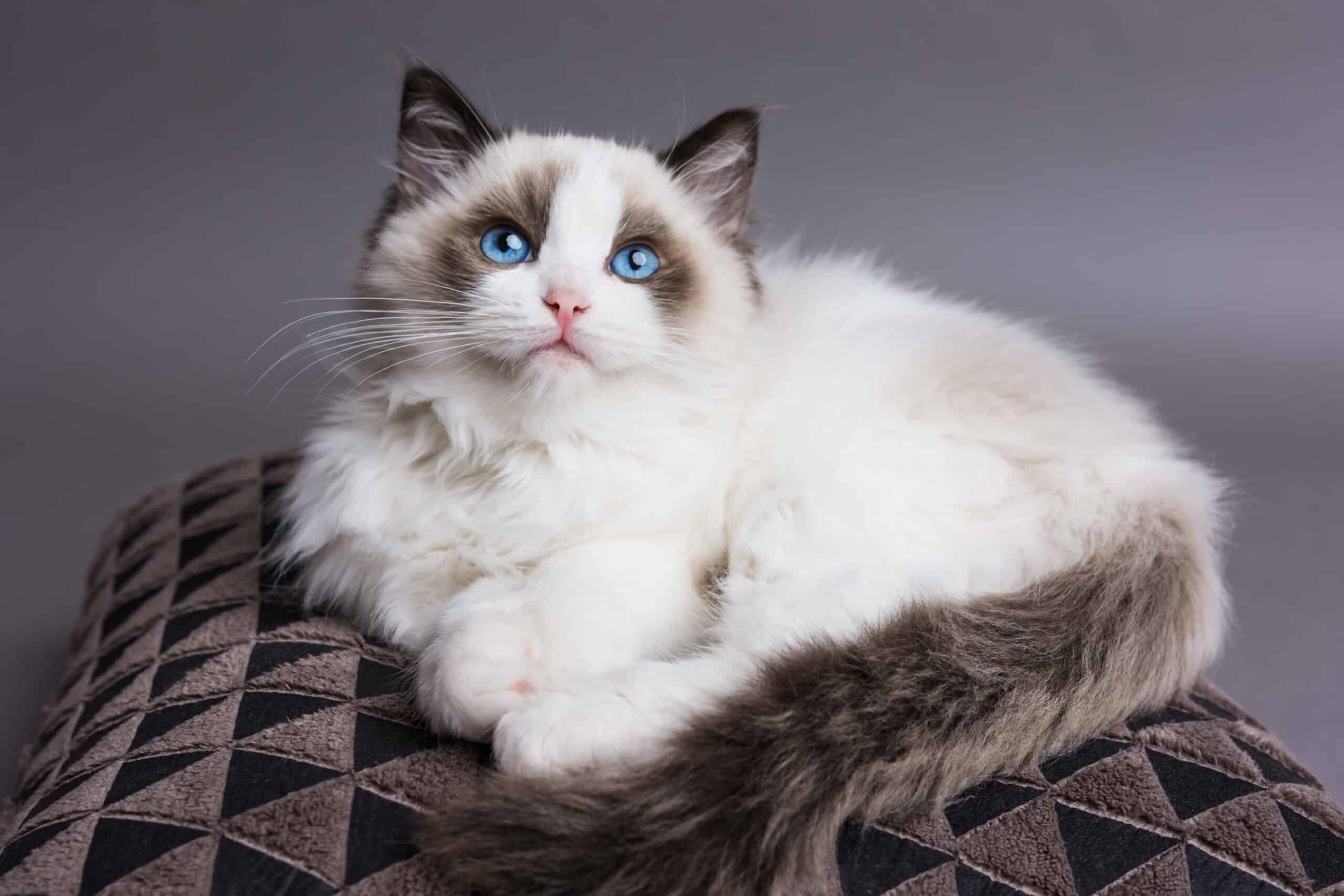 ragdoll cat lifespan