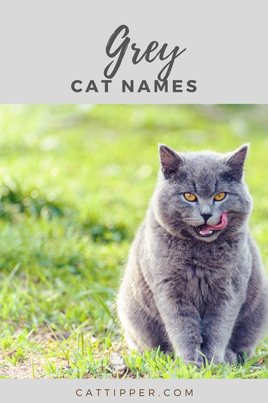 female cat names grey