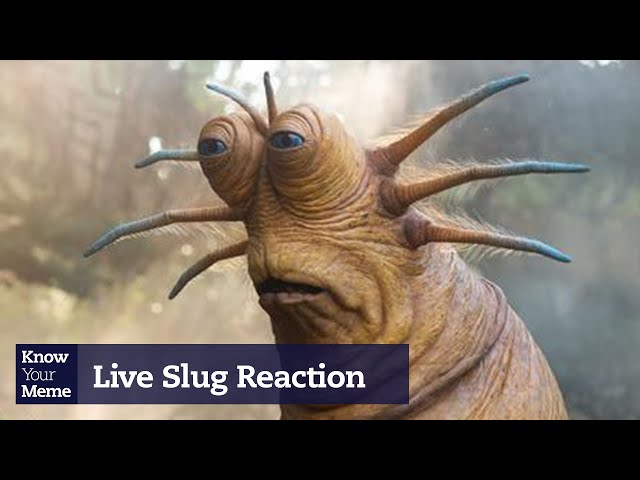 live slug reaction meme