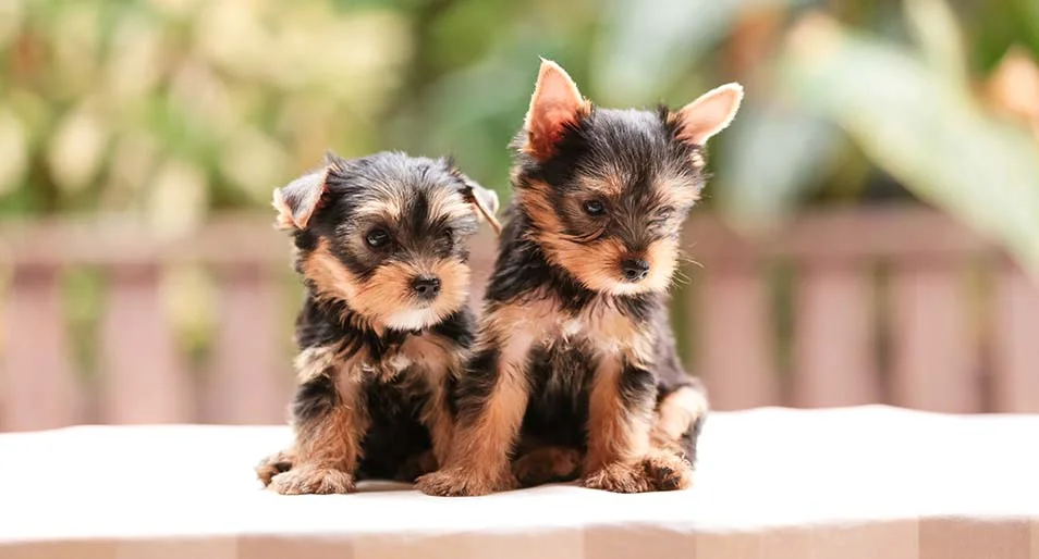 mini yorkshire terrier