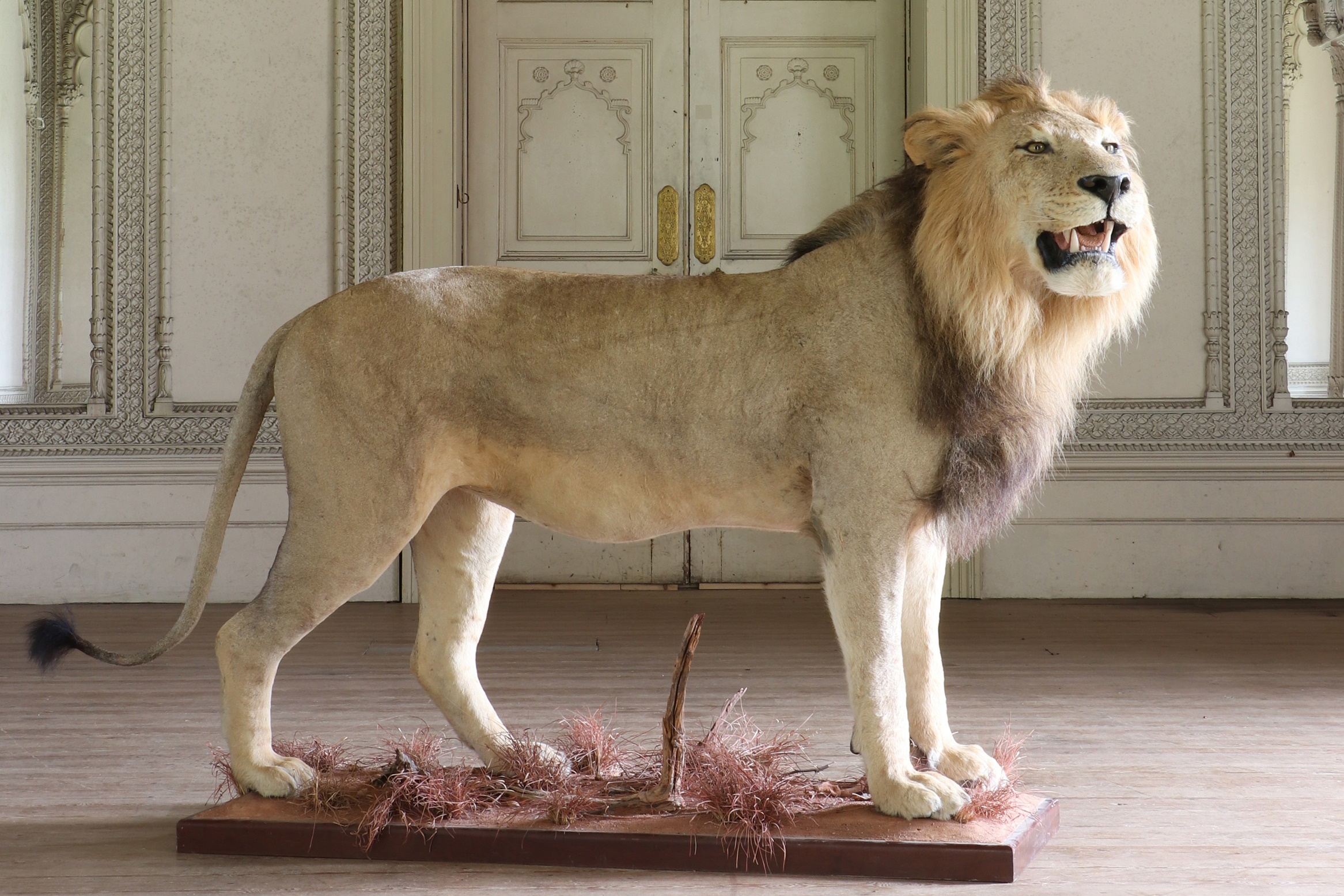 first taxidermied lion