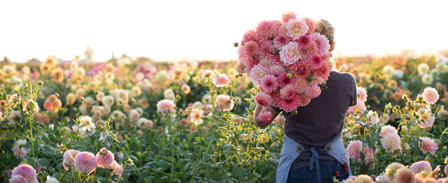 floret flowers