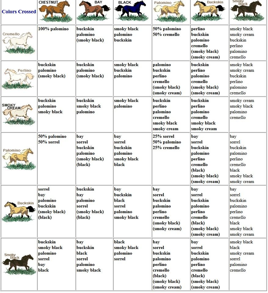 foal colour calculator