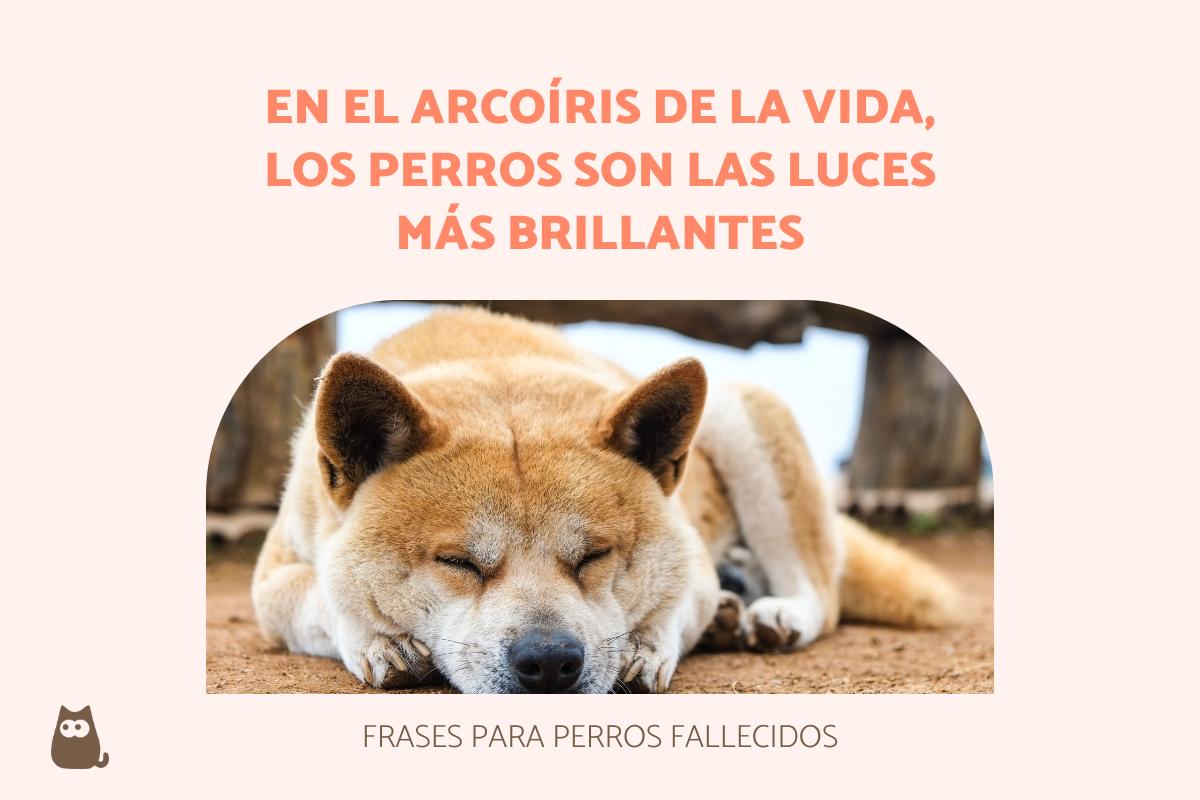 frases de despedida mascota