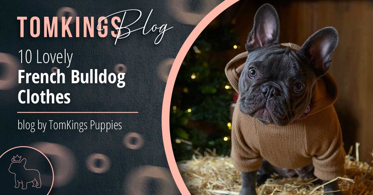 french bulldog clothes