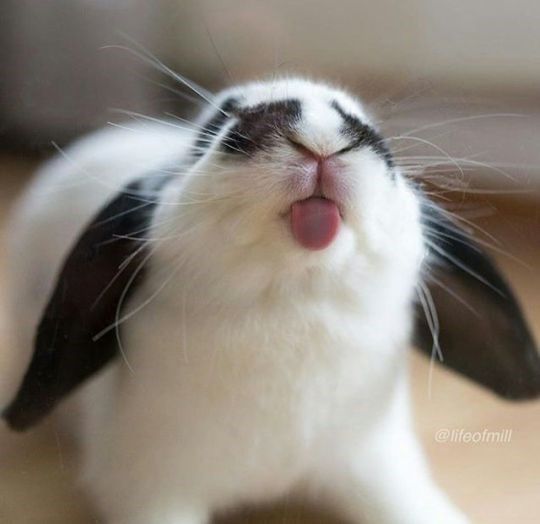 funny rabbit pictures