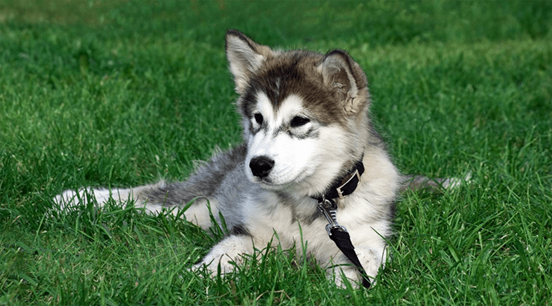 german shepherd and husky cross