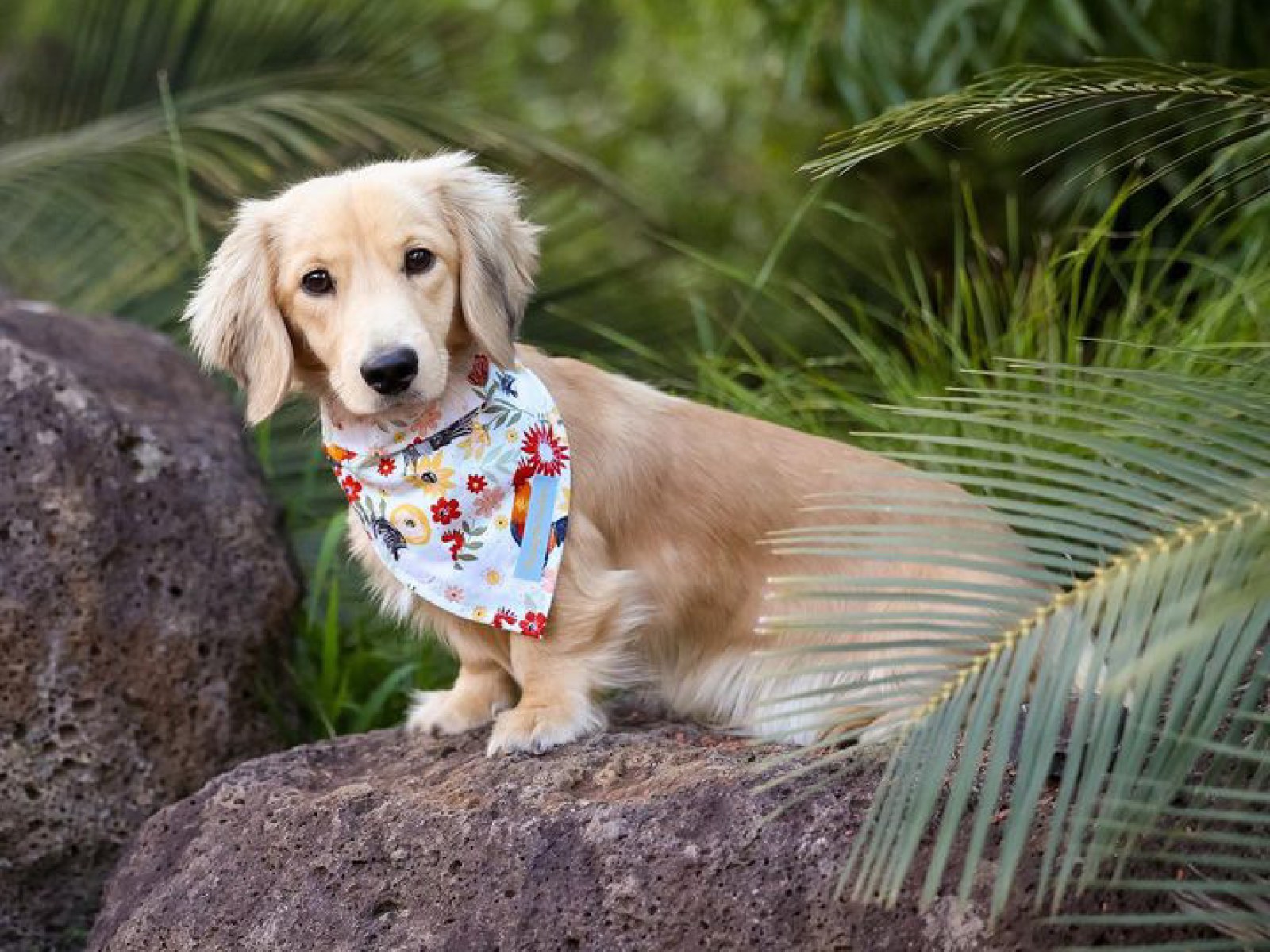 golden retriever mixed with a wiener dog