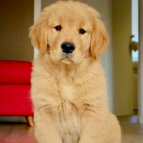 golden retriever pup for sale