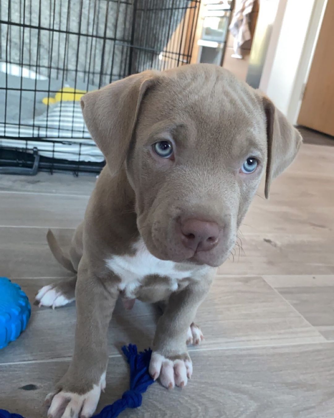 grey bulldog puppy