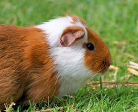 guinea pigs for sale birmingham