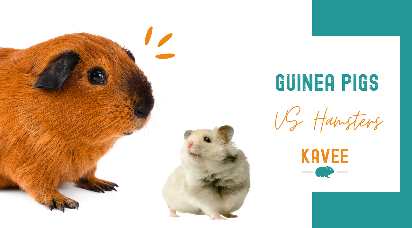 hamsters versus guinea pigs